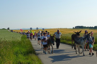 Druga piesza pielgrzymka z osiołkami szlakiem "Pani w słońcu" (15.06.2025)