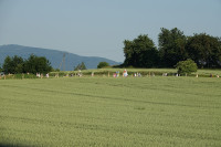 Druga piesza pielgrzymka z osiołkami szlakiem "Pani w słońcu" (15.06.2025)